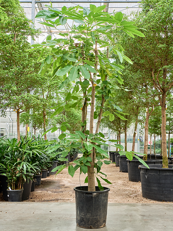 Cheerful Umbrella Tree Schefflera actinophylla 'Amate' Indoor House Plants
