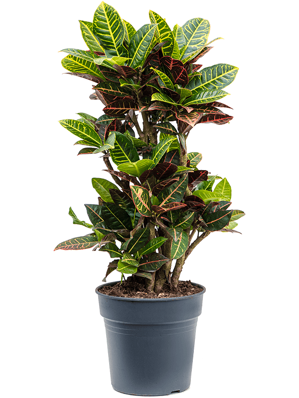 Colorful Croton (Codiaeum) variegatum 'Petra' Indoor House Plants