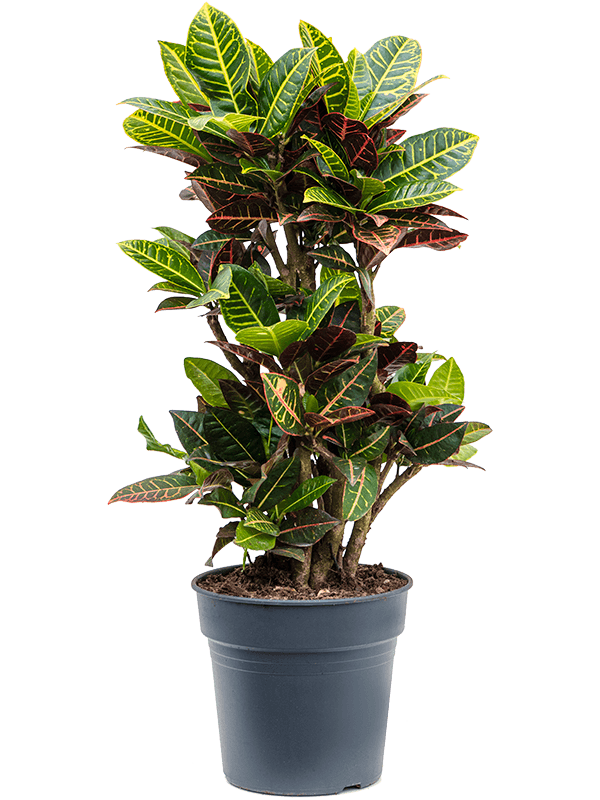 Colorful Croton (Codiaeum) variegatum 'Petra' Indoor House Plants