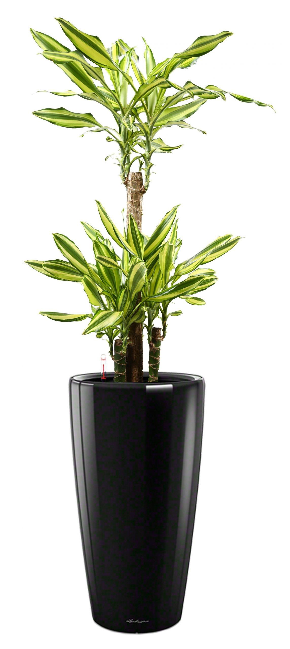 Dracaena Fragrans Mass Coast in LECHUZA RONDO Self-watering Planter, Total Height 140 cm