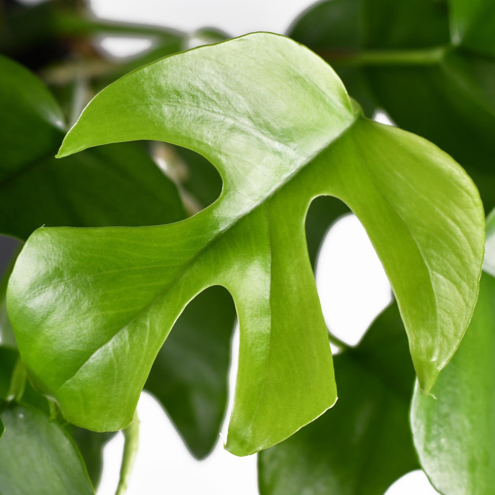 Shade-loving Swiss Cheese Plant Monstera minima' Indoor House Plants