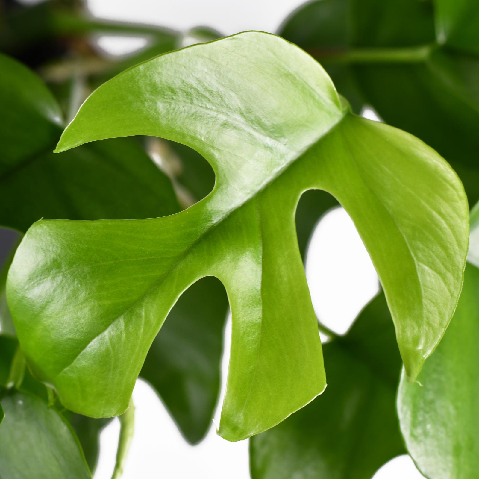 Shade-loving Swiss Cheese Plant Monstera minima' Indoor House Plants