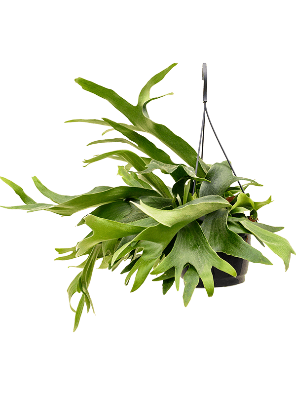 Lush Staghorn Fern Platycerium bifurcatum Indoor House Plants