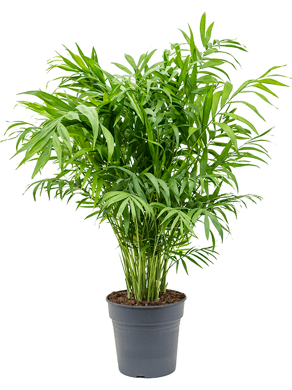 Shade-loving Parlour Palm Chamaedorea elegans Indoor House Plants