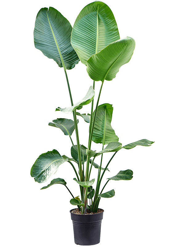 Tropical Bird of Paradise Strelitzia nicolai Indoor House Plants
