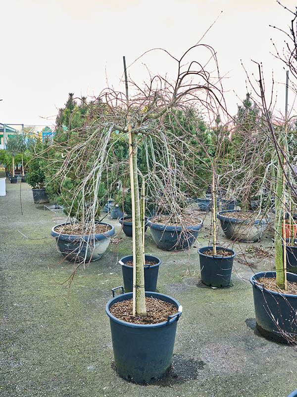 Lush Japanese Maple Acer palmatum 'Ryusen' (180-220) Outdoor Plants