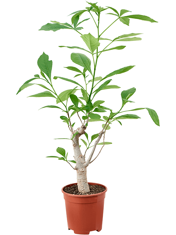 Photogenic Monkey Bread Tree Baobab (Adonsonia) Tall Indoor House Plants Trees