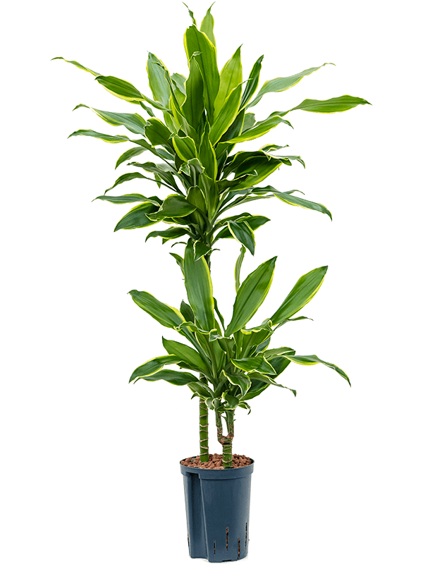 Insta-friendly Corn Plant Dracaena fragrans 'Golden Coast' Tall Indoor House Plants Trees