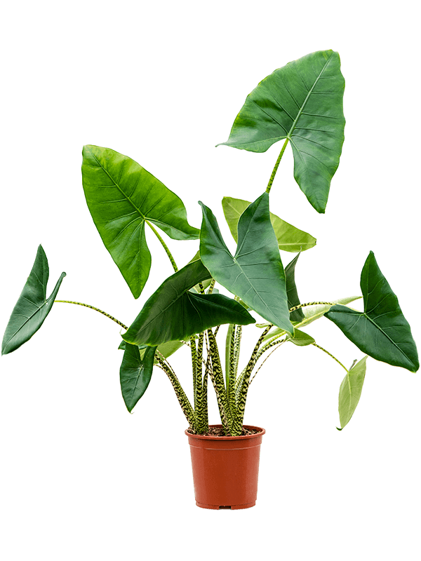 Easy-Care Elephant Ear Alocasia zebrina Indoor House Plants