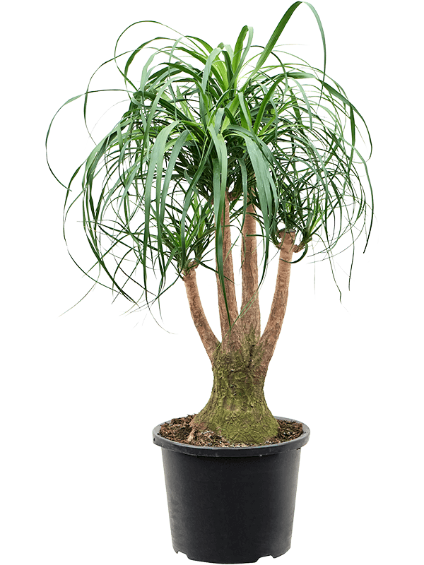 Tropical Ponytail Palm Beaucarnea recurvata Tall Indoor House Plants Trees