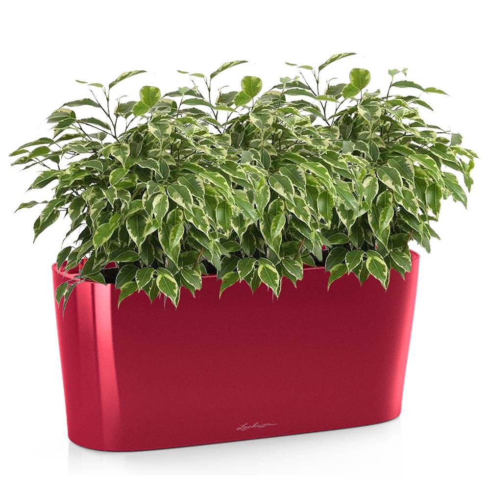 LECHUZA DELTA 10 Scarlet Red High-Gloss Poly Resin Self-watering