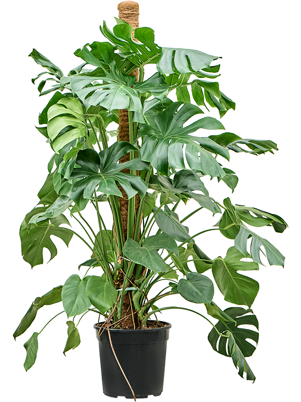 Shade-loving Swiss Cheese Plant Monstera deliciosa Indoor House Plants