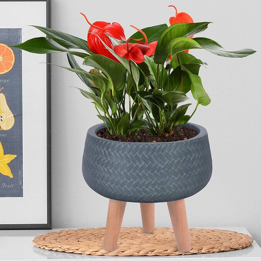 The 7 best combinations of houseplants to grow in one pot  Getpotted