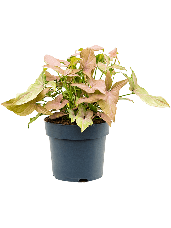 Shade-loving Arrowhead Vine Syngonium 'Regina Red' Indoor House Plants
