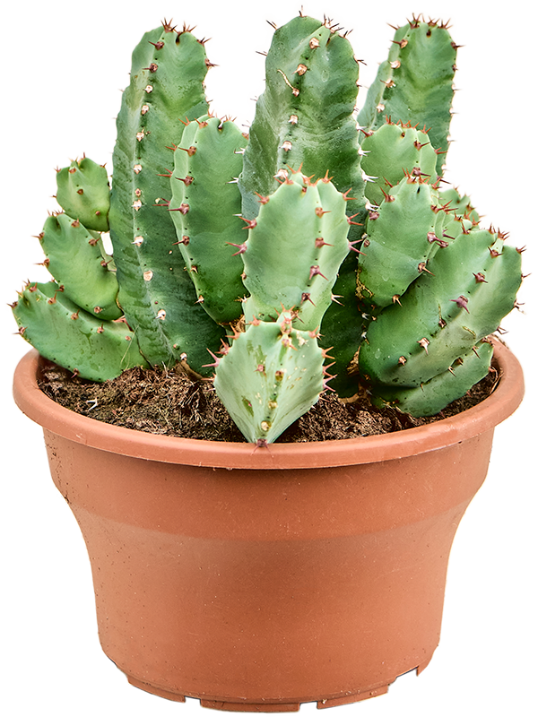 Cute African Milk Tree Euphorbia resinifera Indoor House Plants