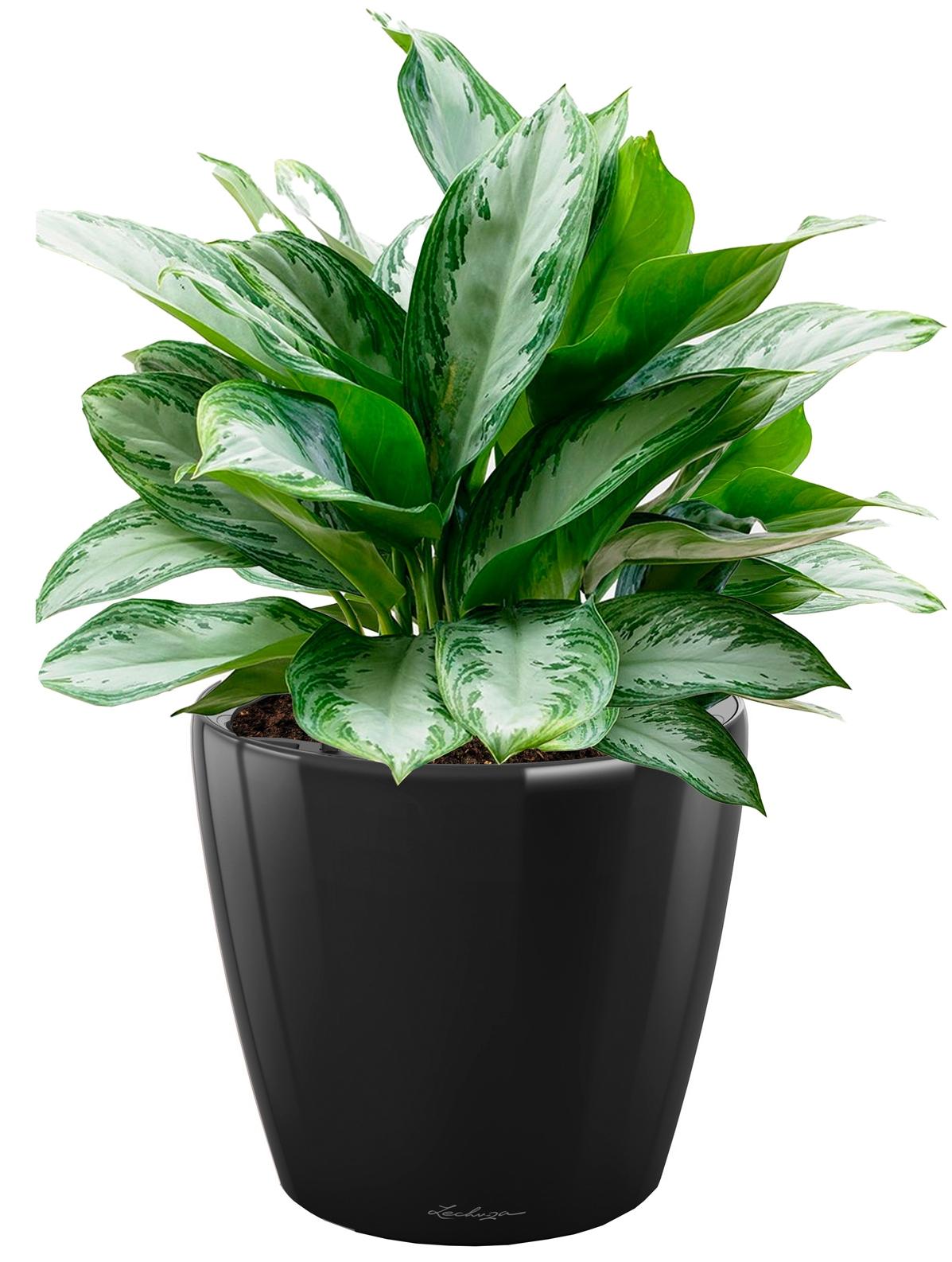 Aglaonema Silver Bay in LECHUZA CLASSICO LS Self-watering Planter, Total Height 90 cm
