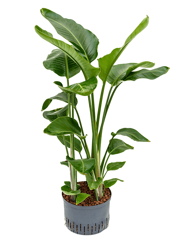 Tropical Bird of Paradise Strelitzia nicolai Indoor House Plants