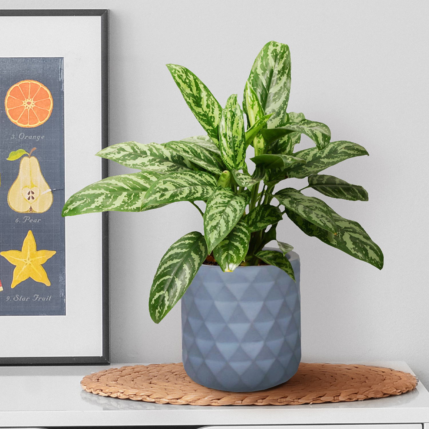 IDEALIST Lite Diamond Style Indoor Hanging Planter