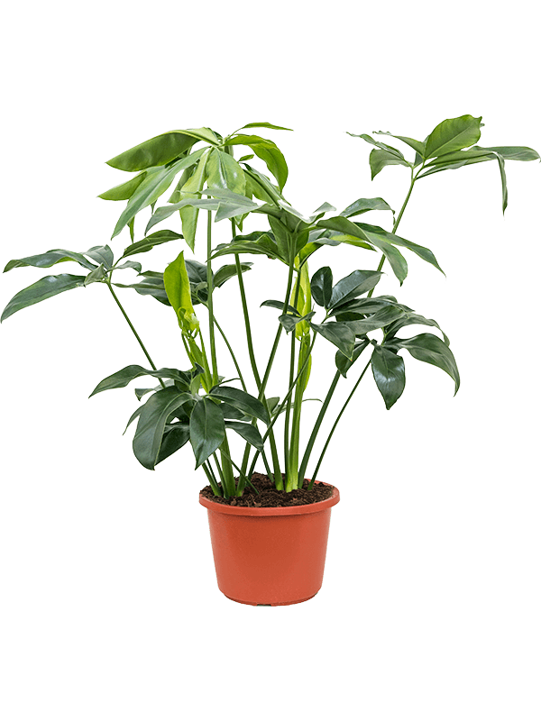 Lush Heart-Leaf Philodendron 'Green Wonder' Indoor House Plants