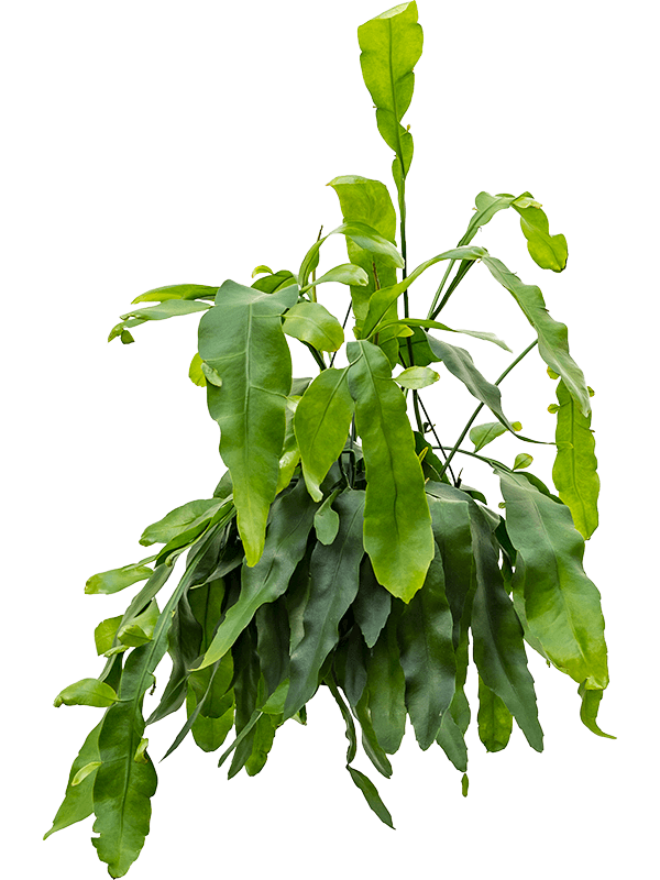 Cheerful Queen of the Night Epiphyllum oxypeltatum Indoor House Plants