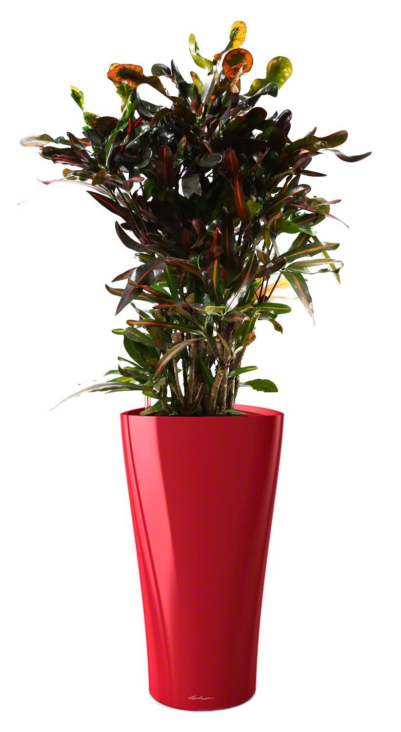 Codiaeum Mammy in LECHUZA DELTA Self-watering Planter, Total Height 150 cm