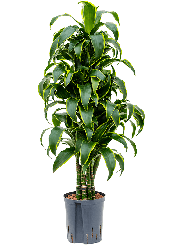 Insta-friendly Corn Plant Dracaena fragrans 'Dorado' Tall Indoor House Plants Trees