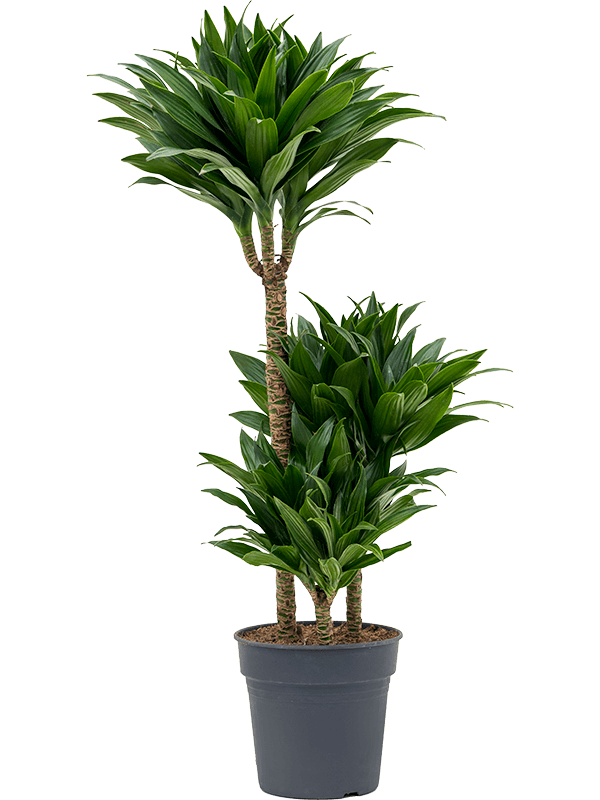 Easy-Care Corn Plant Dracaena fragrans 'Compacta' Indoor House Plants