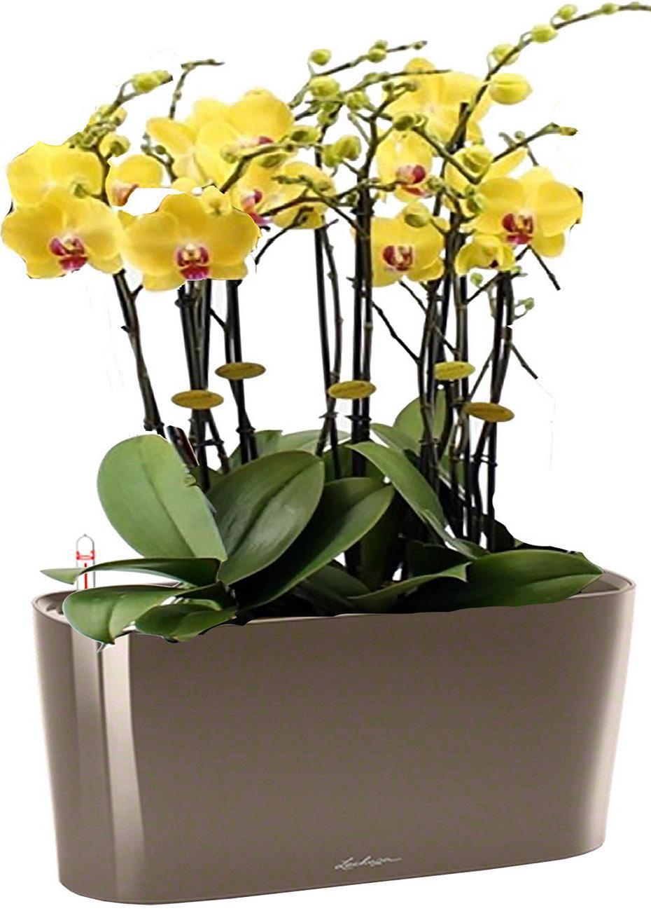 Blooming Yellow Orchids in LECHUZA DELTA Self-watering Planter, Total Height 70 cm