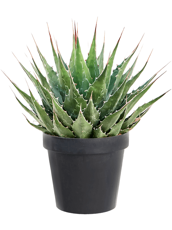 Easy-Care Mountain Agave montana Indoor House Plants