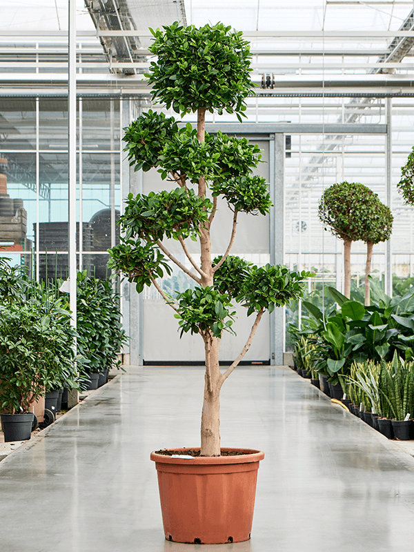 Lush Weeping Fig Ficus microcarpa ‘Nitida’ Tall Indoor House Plants Trees
