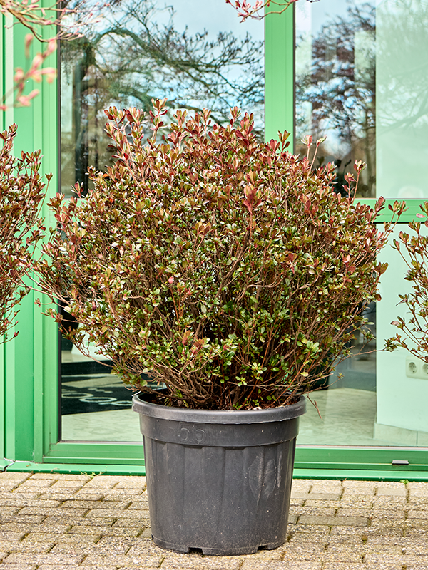 Azalea japonica 'Johanna' (110-130)