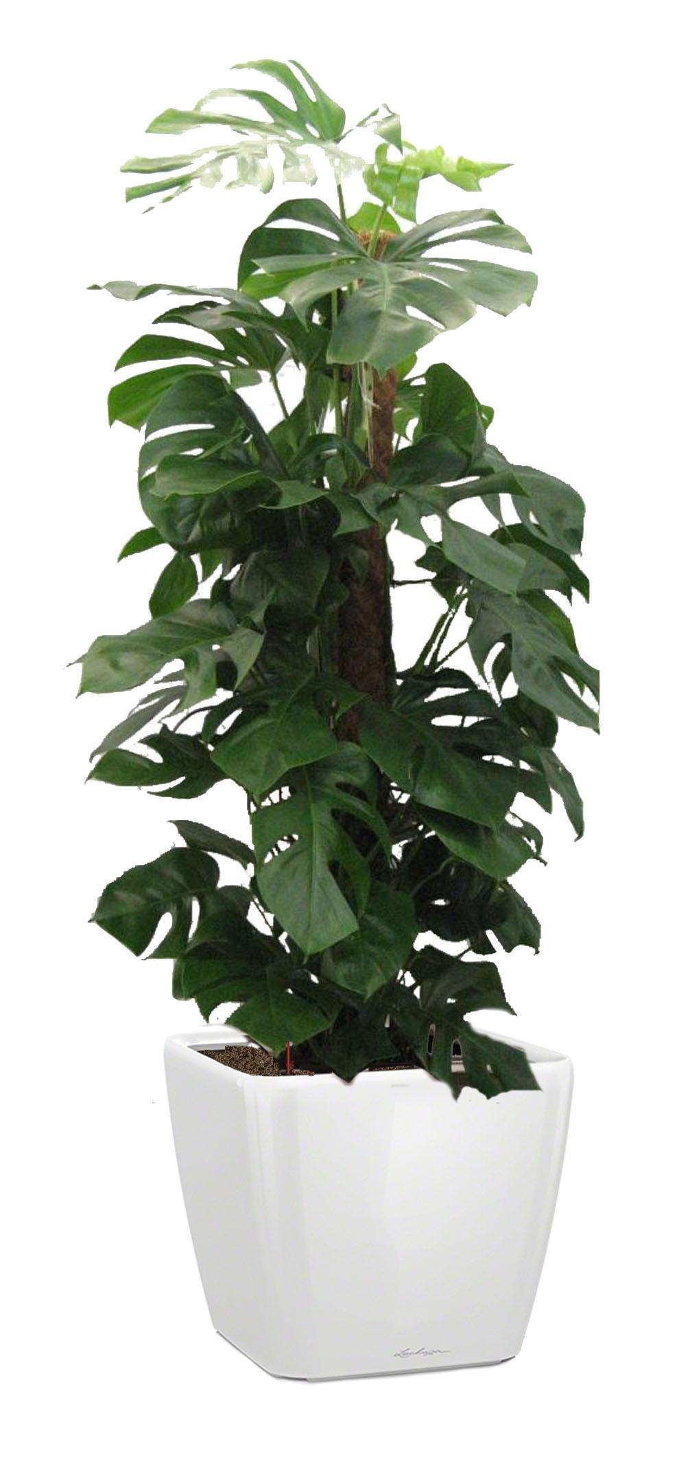 Monstera Deliciosa in LECHUZA QUADRO LS 43 Self-watering Planter, Total Height 150 cm
