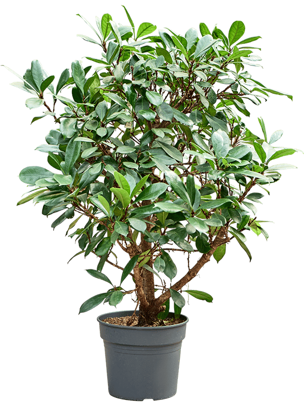 Lush African Fig Ficus cyathistipula Indoor House Plants