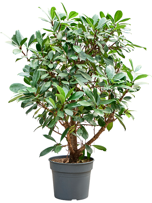 Lush African Fig Ficus cyathistipula Indoor House Plants