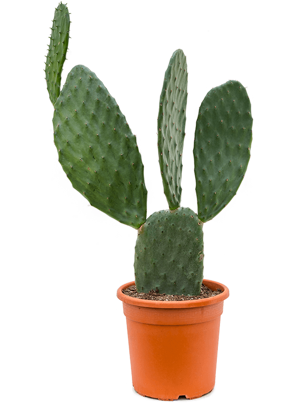Easy-Care Barbary Fig Opuntia indica Indoor House Plants