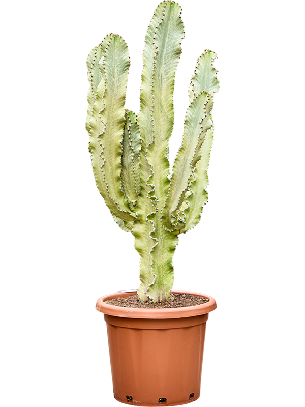 Fancy Cowboy Cactus Euphorbia ingens marmorata Indoor House Plants