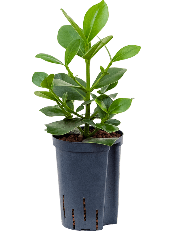 Graceful Autograph Tree Clusia rosea 'Princess' Indoor House Plants