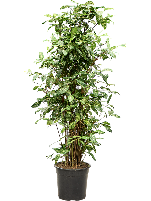 Colorful Gold Dust Dragon Tree Dracaena godseffiana (130-150) Indoor House Plants