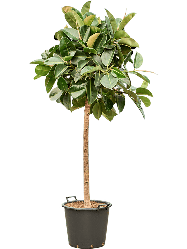 Lush Rubber Plant Ficus elastica 'Robusta' Indoor House Plants