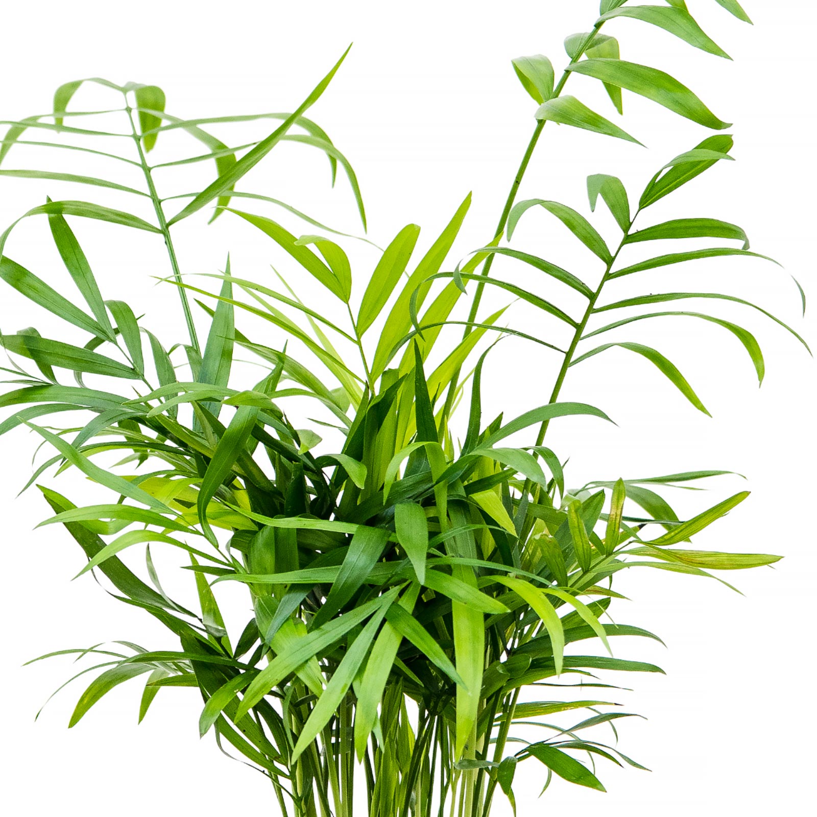 Shade-loving Parlour Palm Chamaedorea elegans Indoor House Plants