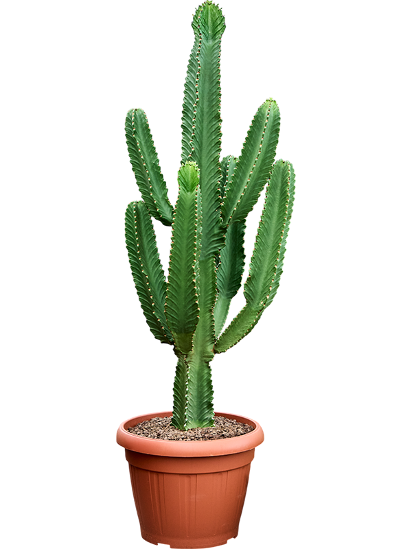 Photogenic Cowboy Cactus Euphorbia ingens (110-150) Indoor House Plants