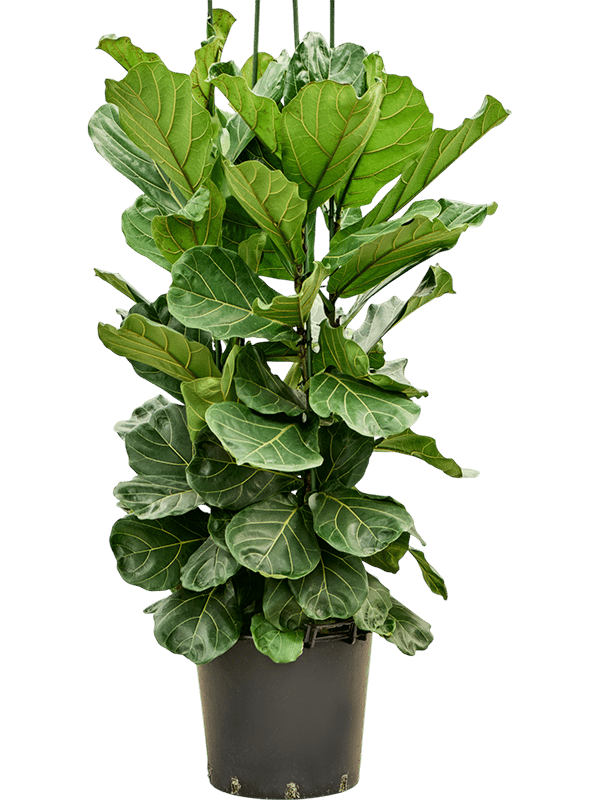 Lush Fiddle Leaf Fig Ficus lyrata Indoor House Plants