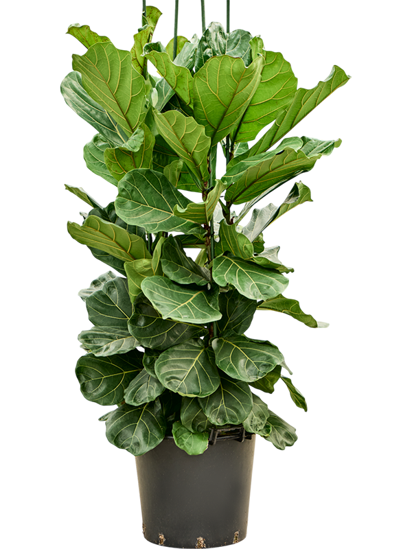 Lush Fiddle Leaf Fig Ficus lyrata Indoor House Plants