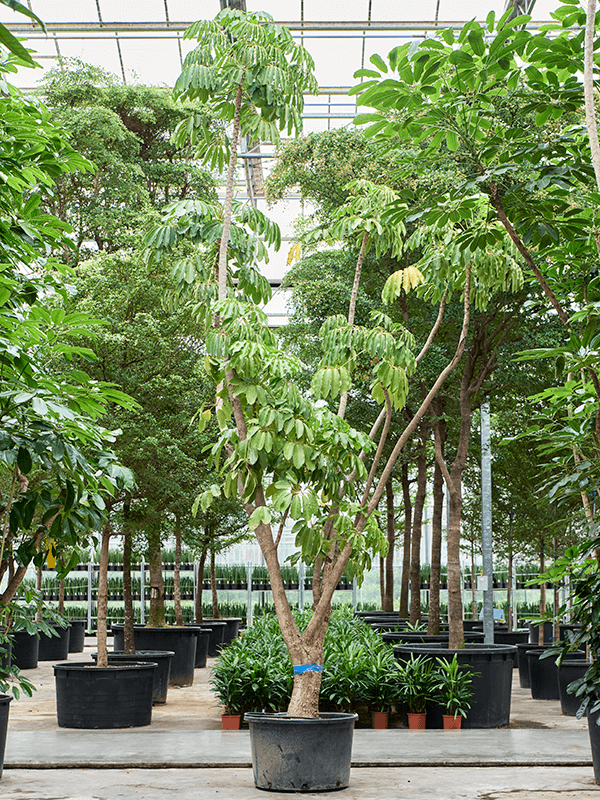 Cheerful Umbrella Tree Schefflera actinophylla 'Amate' Indoor House Plants