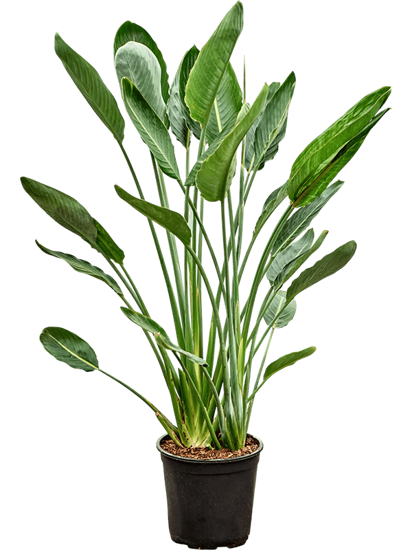 Tropical Bird of Paradise White Strelitzia Reginae Indoor House Plants