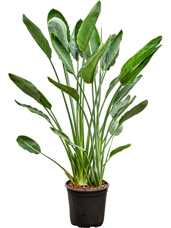 Tropical Bird of Paradise White Strelitzia Reginae Indoor House Plants