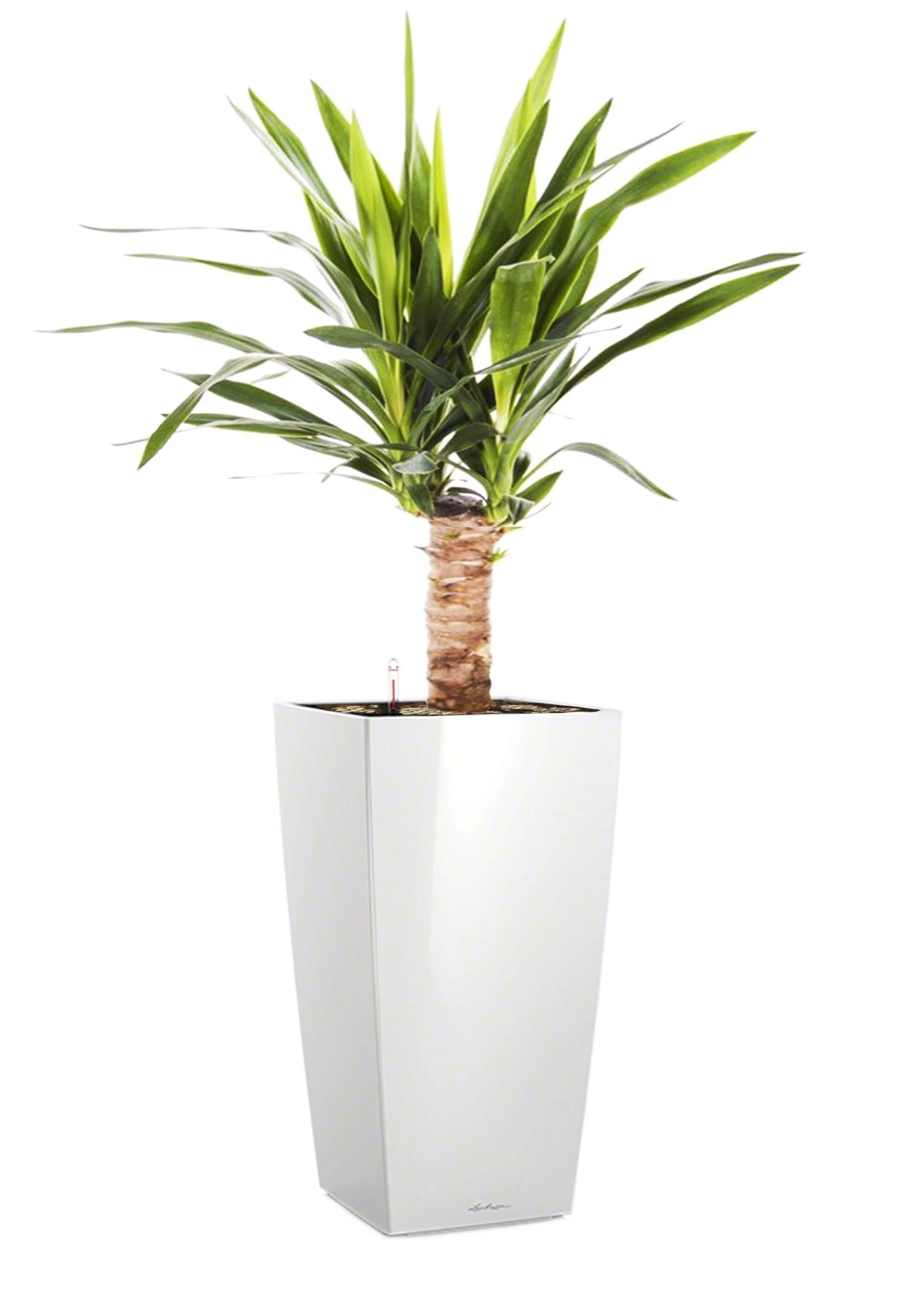 Yucca in LECHUZA CUBICO Self-watering Planter, Total Height 70 cm