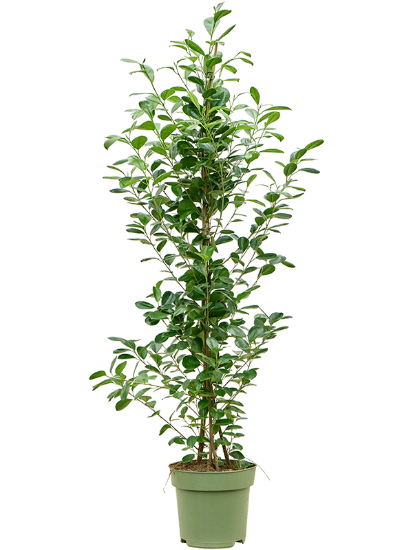 Lush Chinese Banyan Ficus microcarpa 'Moclame' Indoor House Plants