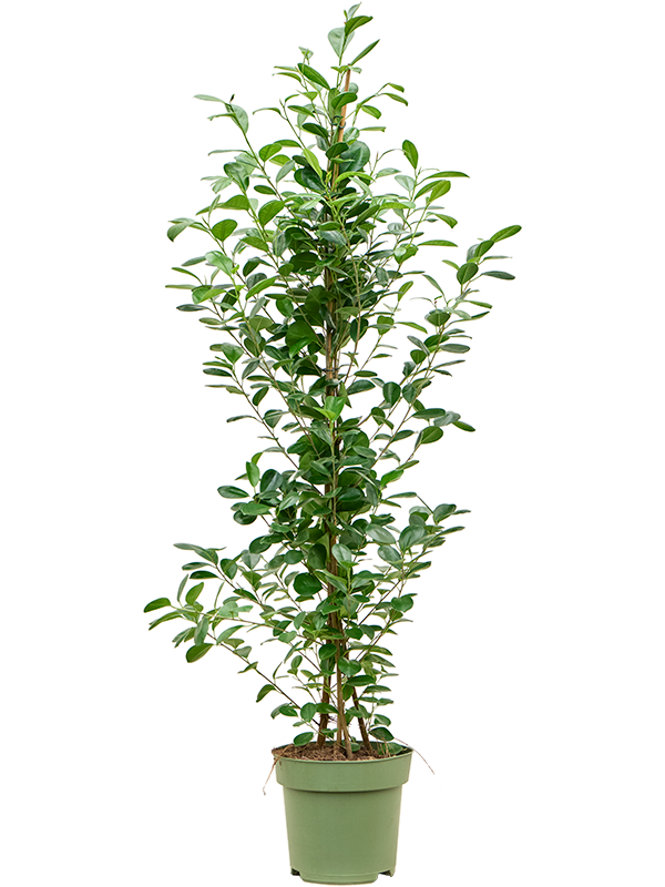 Lush Chinese Banyan Ficus microcarpa 'Moclame' Indoor House Plants
