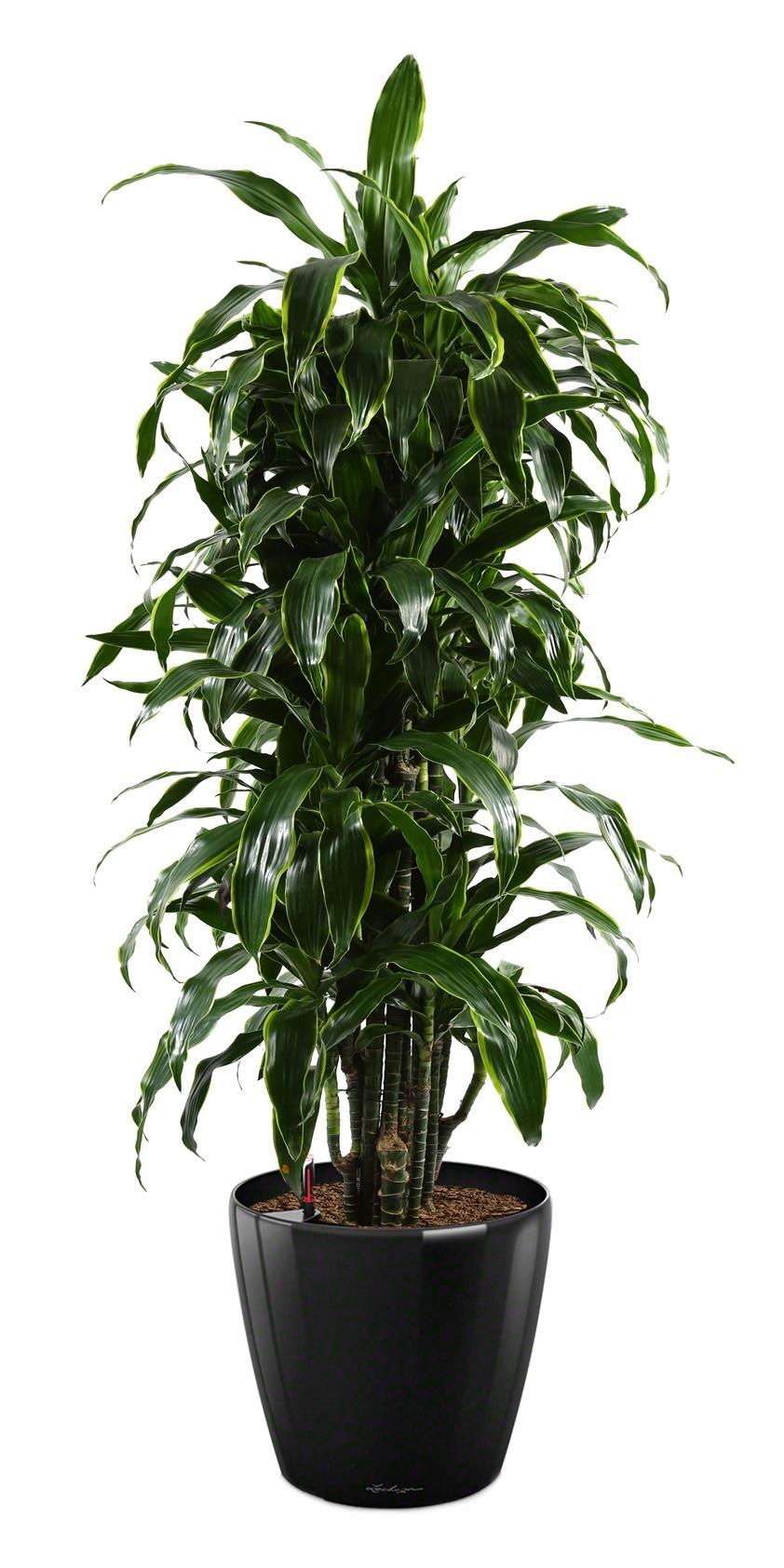 Dracaena Fragrans Arturo in LECHUZA CLASSICO LS 43 Self-watering Planter, Total Height 150 cm